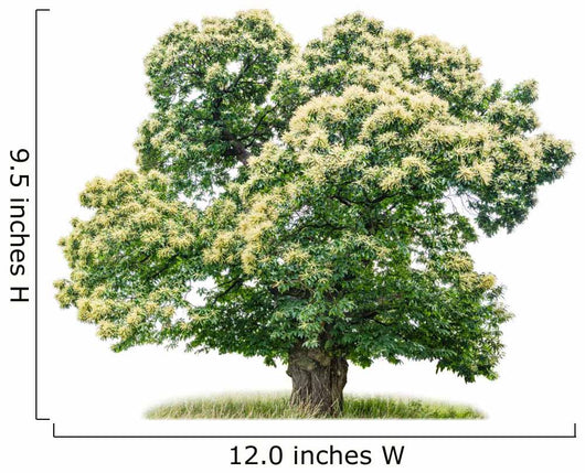 exempt chestnut in front of white background Wall Decal