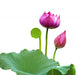 Beautiful lotus(Single isolated on white background) Wall Decal
