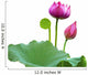 Beautiful lotus(Single isolated on white background) Wall Decal