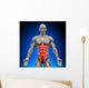 Abs Anatomy Muscles