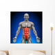 Abs Anatomy Muscles