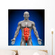 Abs Anatomy Muscles