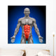Abs Anatomy Muscles