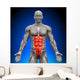 Abs Anatomy Muscles