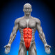 Abs Anatomy Muscles
