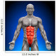 Abs Anatomy Muscles