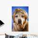 Labrador with Wig Wall Mural