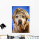 Labrador with Wig Wall Mural