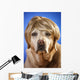Labrador with Wig Wall Mural