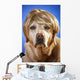 Labrador with Wig Wall Mural