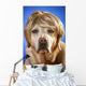 Labrador with Wig Wall Mural
