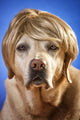 Labrador with Wig Wall Mural