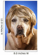 Labrador with Wig Wall Mural