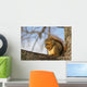 Fox Squirrel 1 Wall Mural