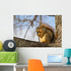 Fox Squirrel 1 Wall Mural