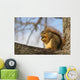 Fox Squirrel 1 Wall Mural