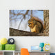 Fox Squirrel 1 Wall Mural