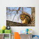 Fox Squirrel 1 Wall Mural
