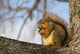 Fox Squirrel 1 Wall Mural