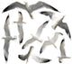 Seagulls Wall Decal Sticker Set