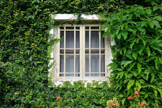 Window Covered with Green