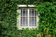 Window Covered with Green
