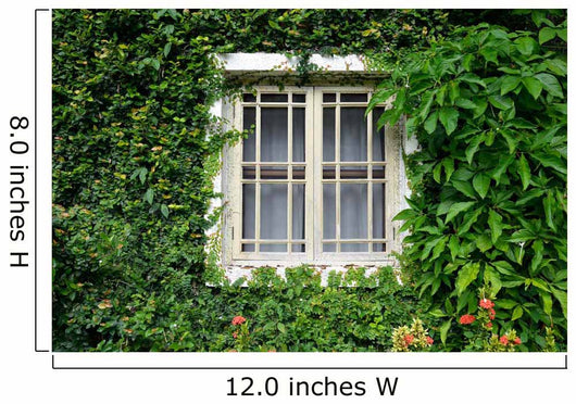 Window Covered with Green