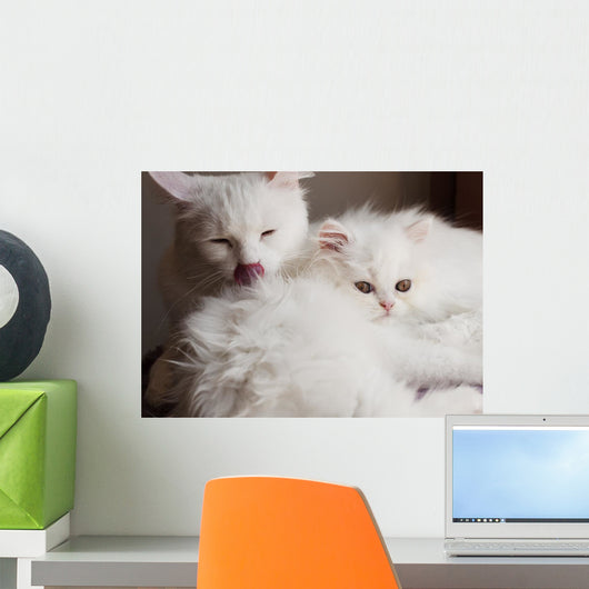 Adorable White Persian Cat Wall Mural