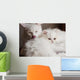 Adorable White Persian Cat Wall Mural