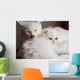 Adorable White Persian Cat Wall Mural