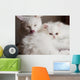 Adorable White Persian Cat Wall Mural