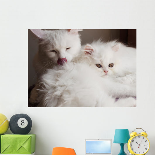 Adorable White Persian Cat Wall Mural