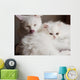 Adorable White Persian Cat Wall Mural