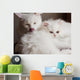 Adorable White Persian Cat Wall Mural