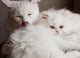 Adorable White Persian Cat Wall Mural