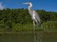 Grey Heron Ardea Cinerea Wall Mural