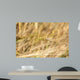 Close-Up of Ripe Wheat Wall Mural