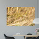 Close-Up of Ripe Wheat Wall Mural