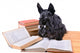 Reading Dog Wall Mural