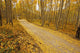 Aspen Forest Fall Colorado