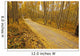 Aspen Forest Fall Colorado