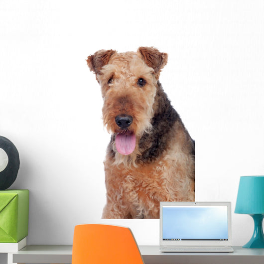 Nice airedale terrier breed dog Wall Decal