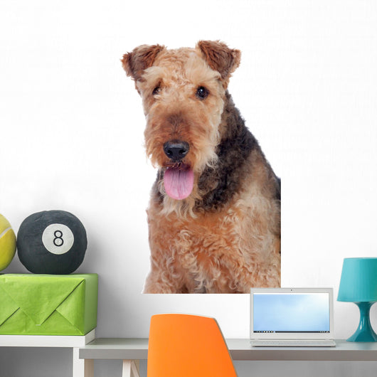 Nice airedale terrier breed dog Wall Decal