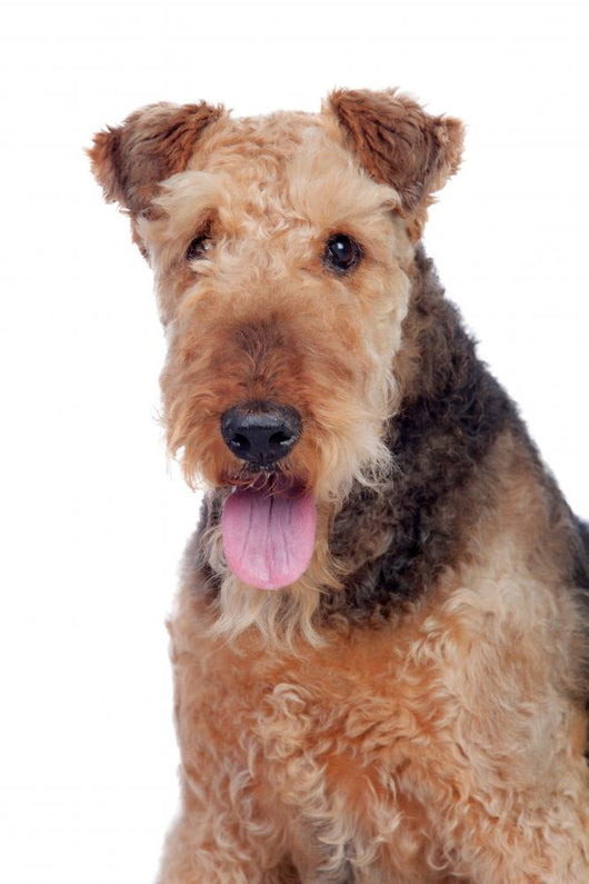 Nice airedale terrier breed dog Wall Decal