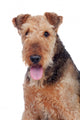 Nice airedale terrier breed dog Wall Decal