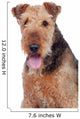 Nice airedale terrier breed dog Wall Decal