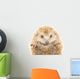 Hedgehog