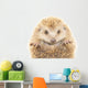 Hedgehog