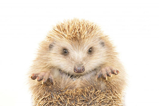 Hedgehog