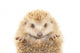 Hedgehog